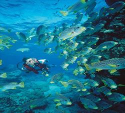 TAUCHREISEN - Tauchreise Australien - Advanced Kurs - Great Barrier Reef